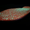 Lucid Grip - Glow - Green